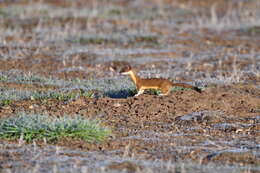 Image of Long-tailed Weasel