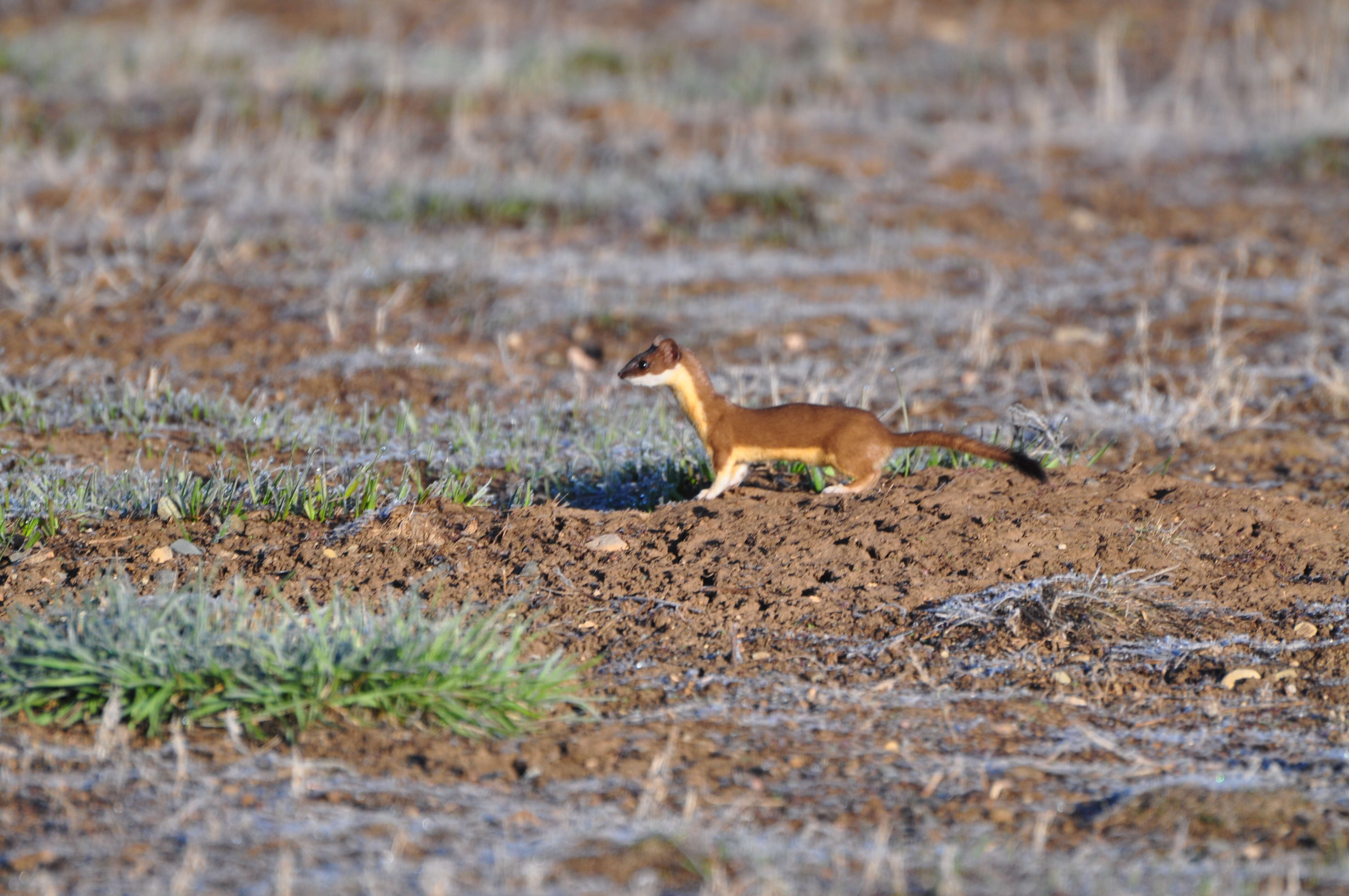 Image of Long-tailed Weasel