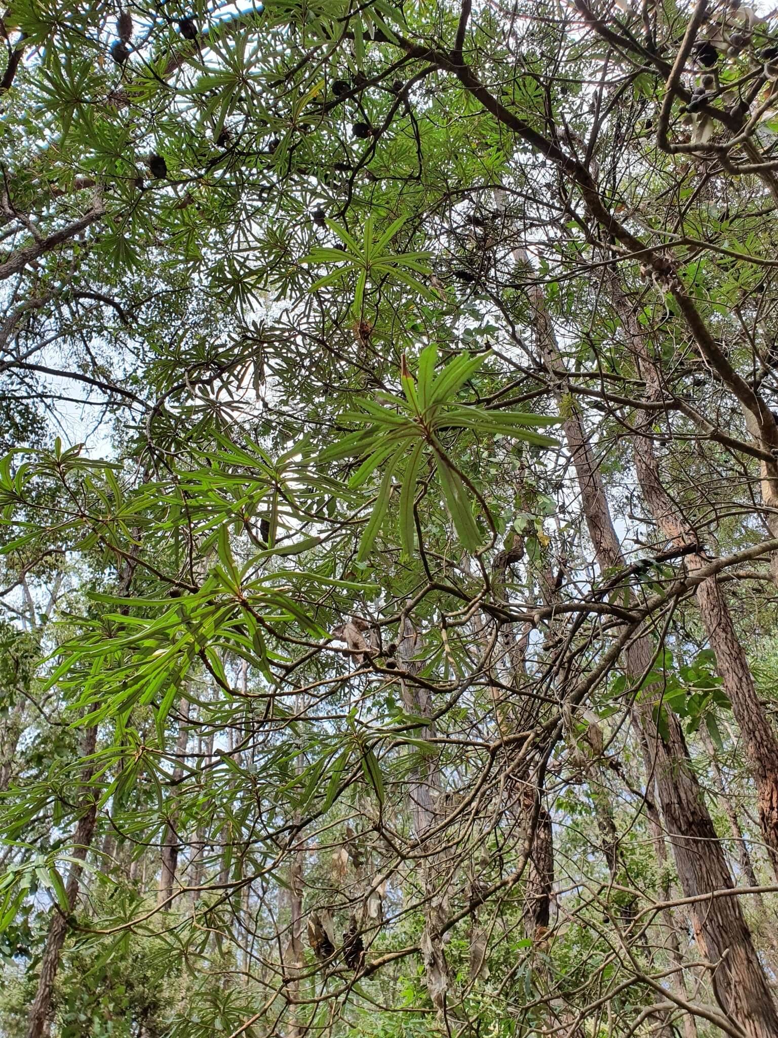 Image of Banksia seminuda (A. S. George) B. L. Rye