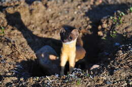 Image of Long-tailed Weasel