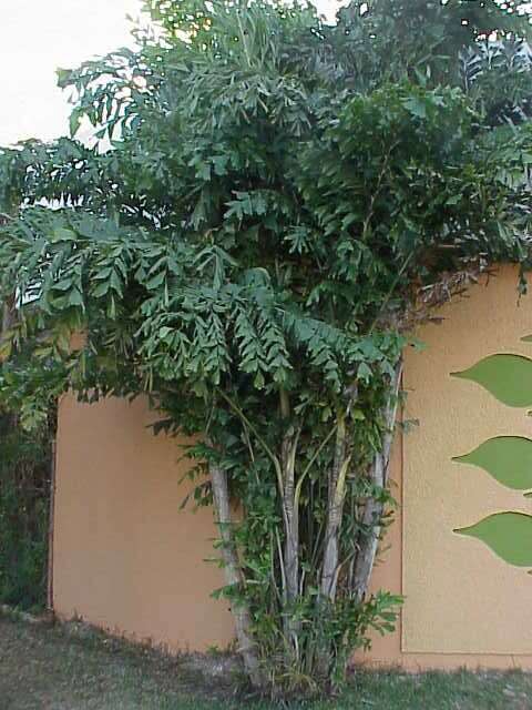 Image of Burmese fishtail palm