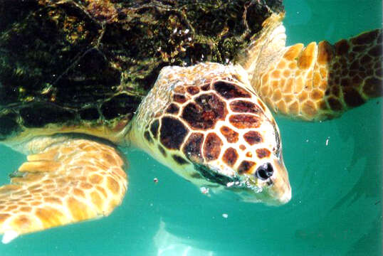 Image of Caretta