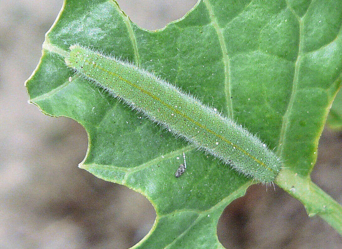 Image of small white