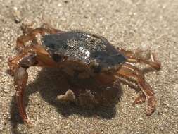 Image of Henslow's swimming crab