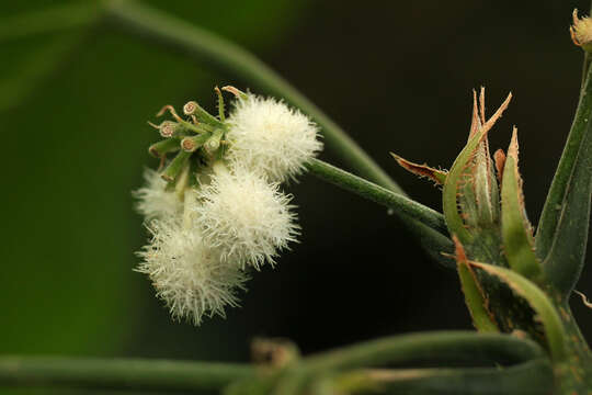 Image of Buchnerodendron speciosum Gürke