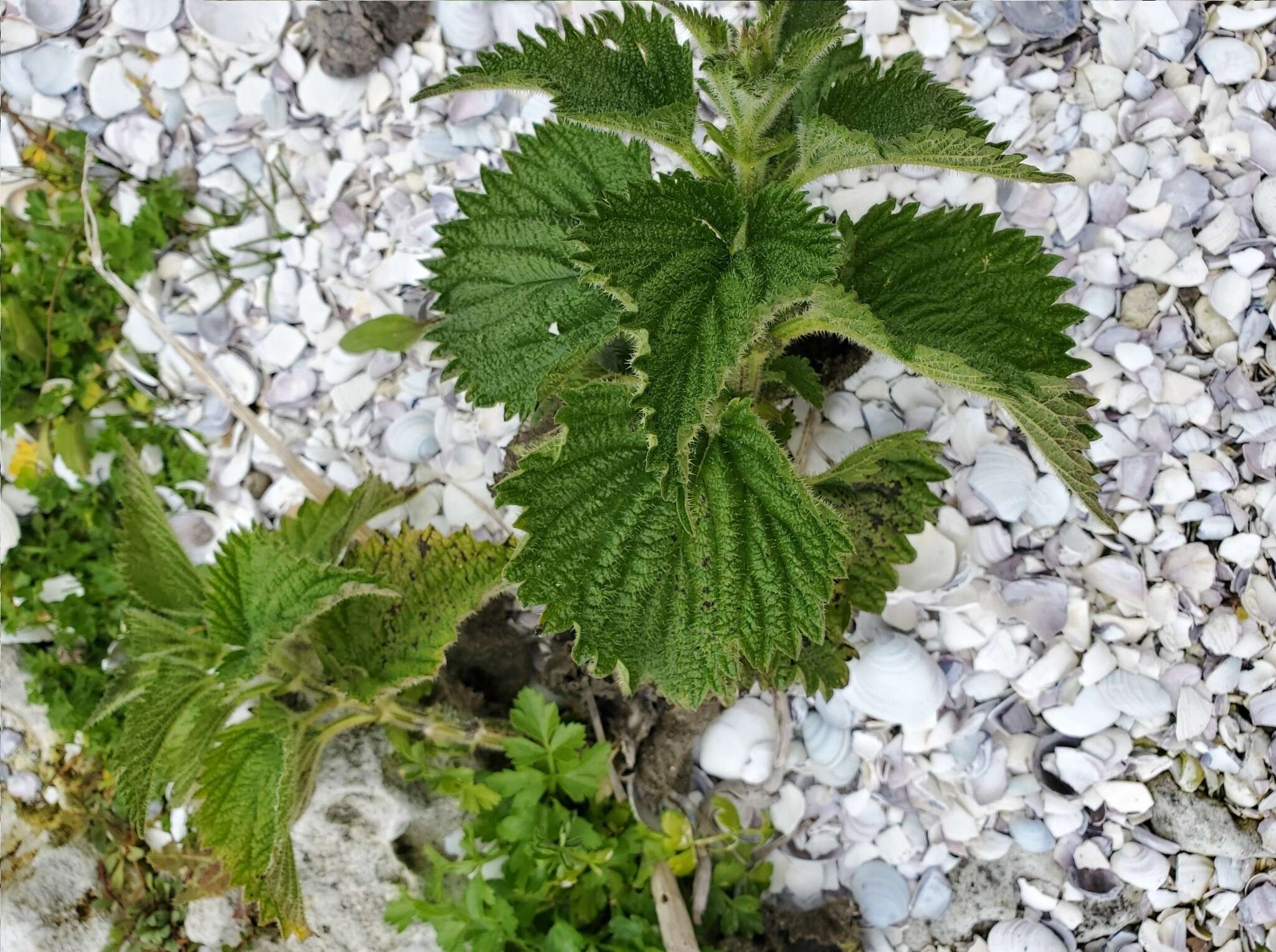 Sivun Urtica australis Hook. fil. kuva