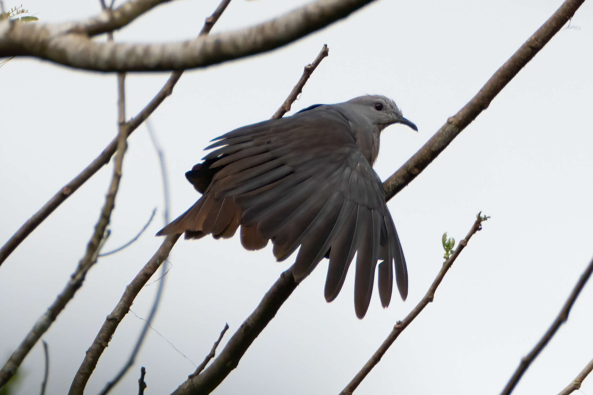 Image of Barking Imperial Pigeon