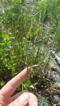 Image of Blue Maiden-Cane