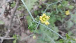 Image of slimlobe globeberry