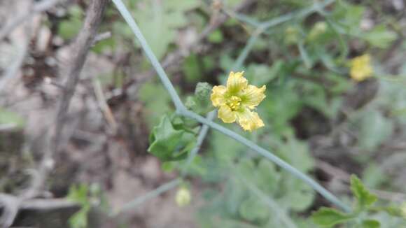 Image of slimlobe globeberry