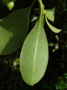 Image of Coprosma lucida J. R. Forst. & G. Forst.