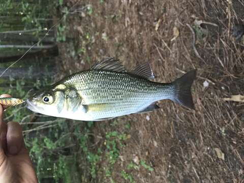 Image of White Perch