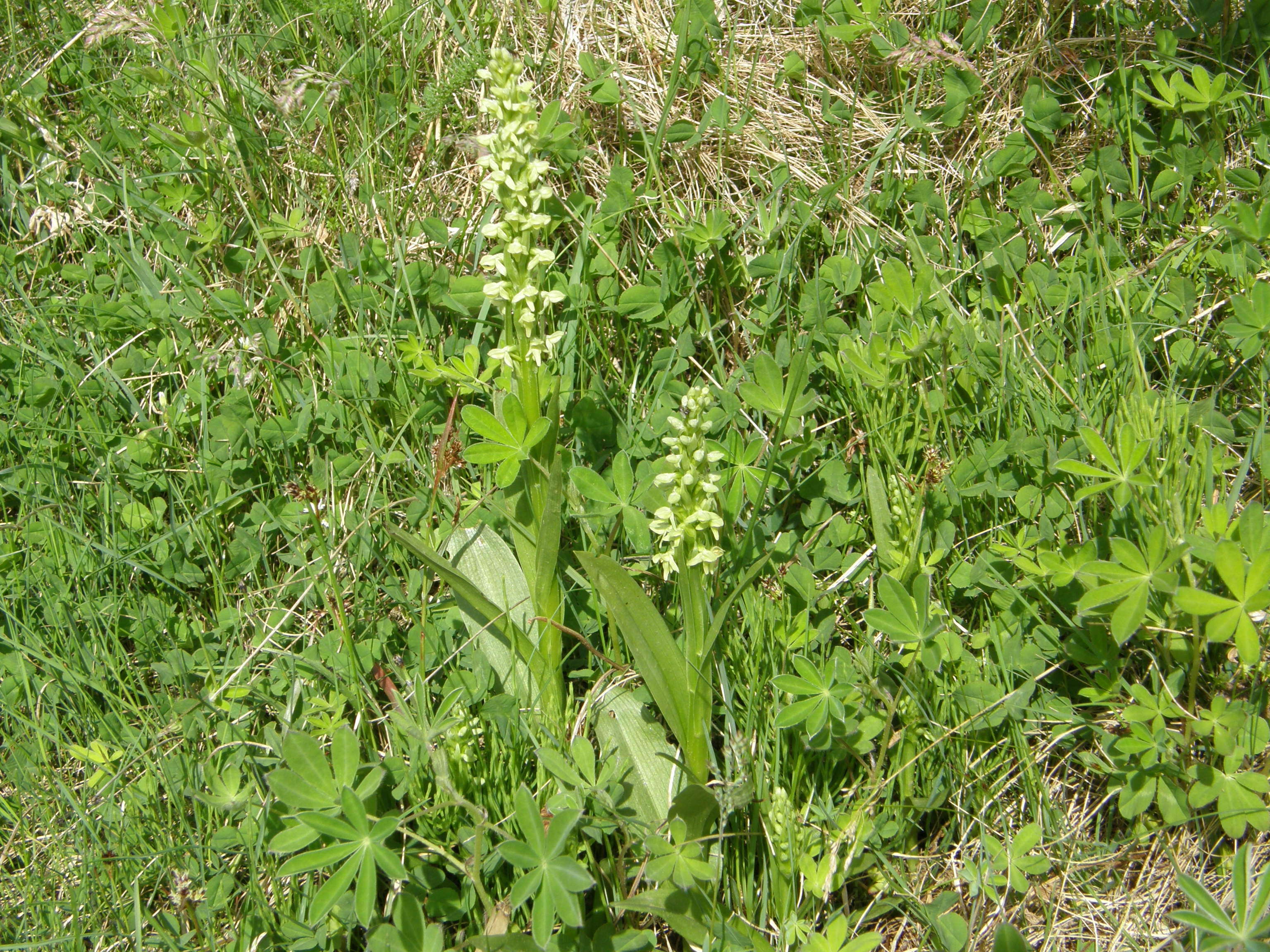 Image of Northern green orchid