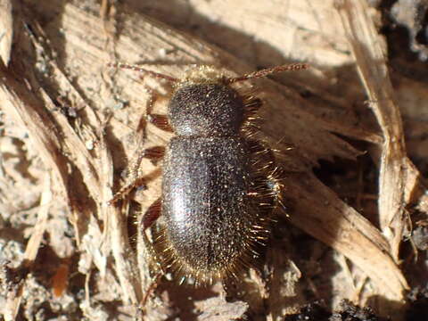 Image of Eleodes subgen. Amphidora Eschscholtz 1829