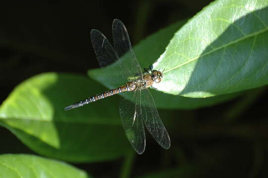 Image of Migrant Hawker