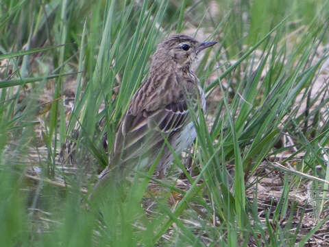 Image de Anthus trivialis trivialis (Linnaeus 1758)