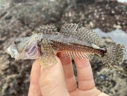 Image of Round-nosed sculpin