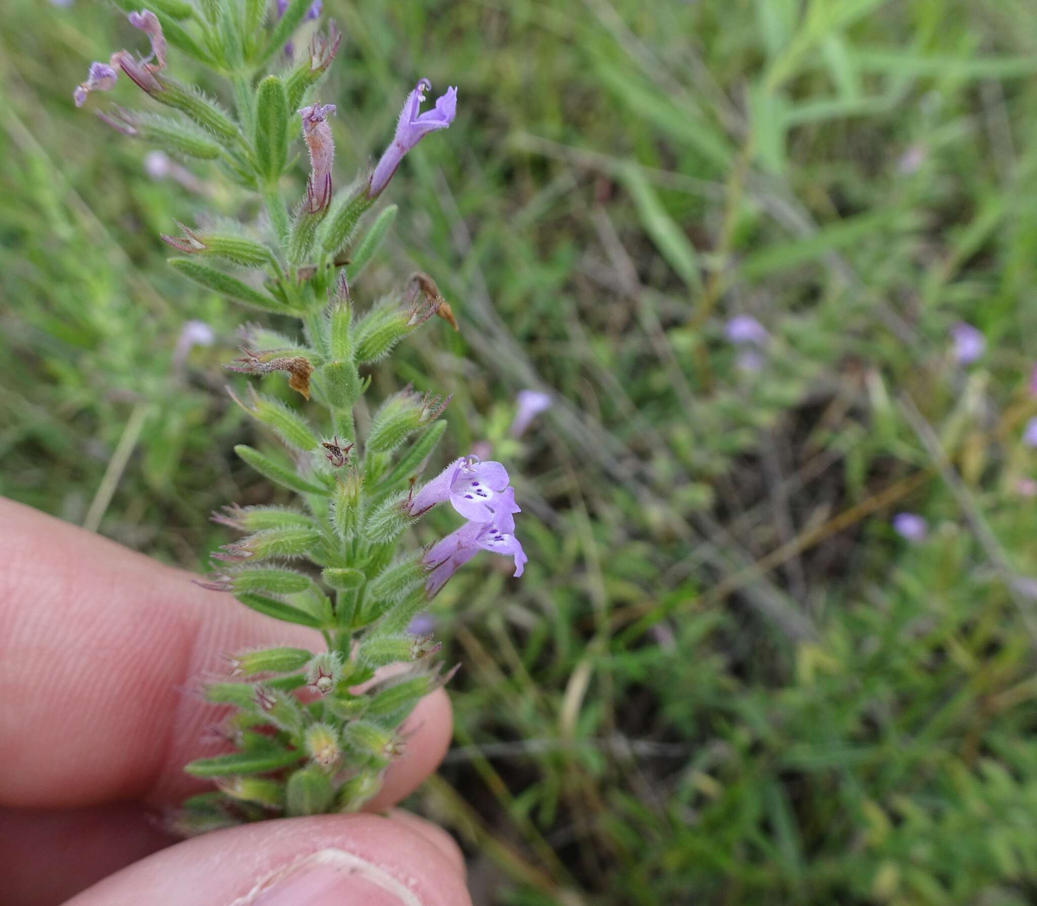 Hedeoma reverchonii (A. Gray) A. Gray resmi