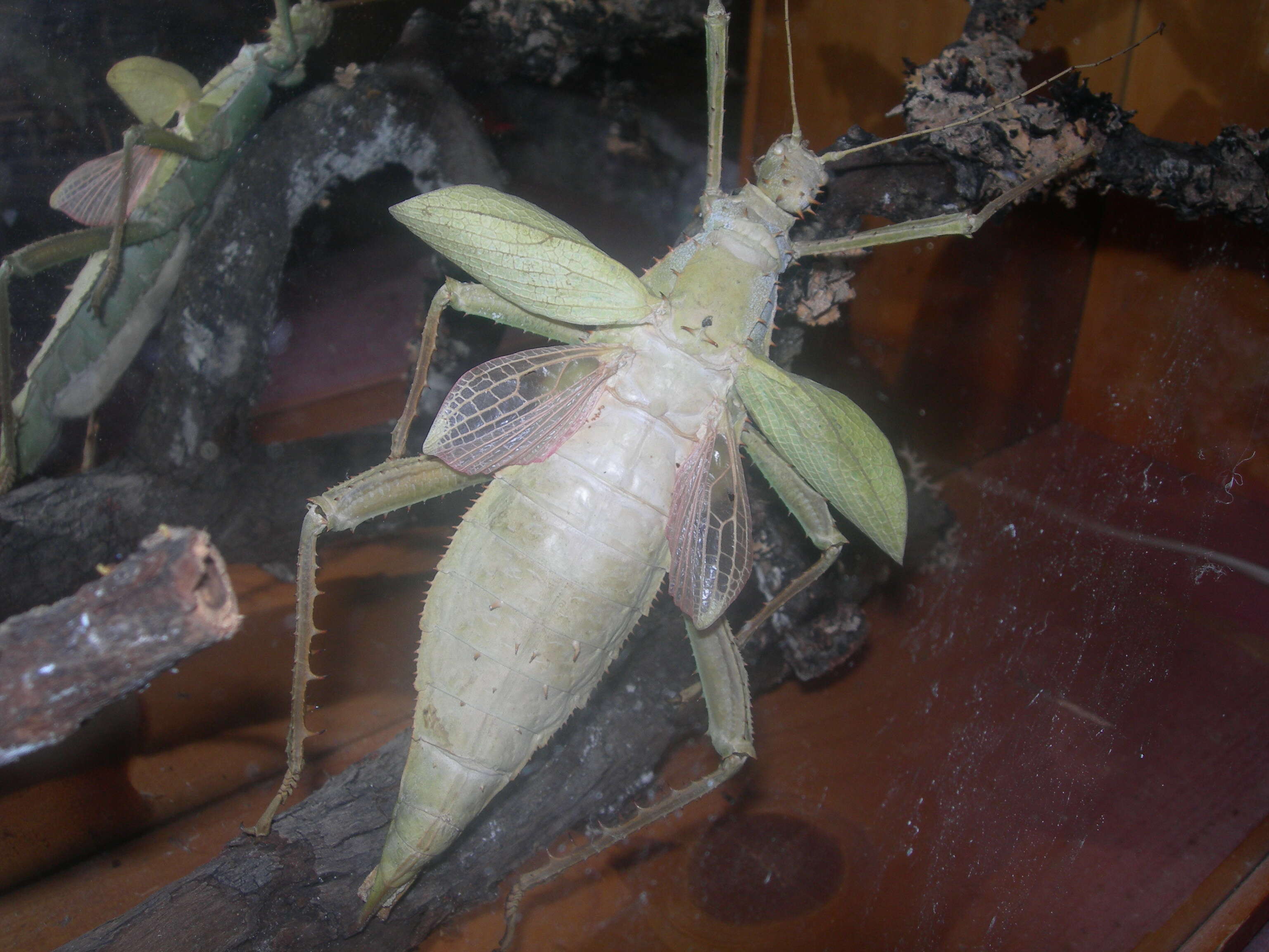 Image of Heteropteryx