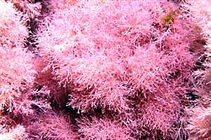 Image of Red Coralline Algae