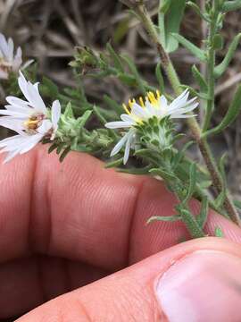 Image of white prairie aster