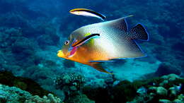 Image of Blue diesel wrasse