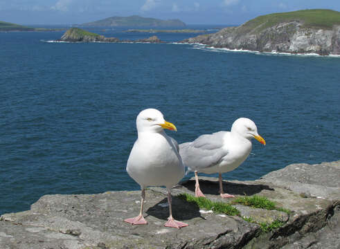 Image of European Herring Gull