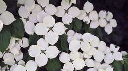 Image of Chinese dogwood