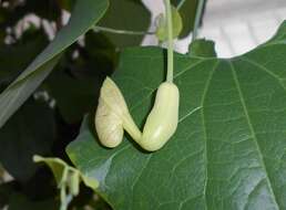 صورة Aristolochia elegans Mast.