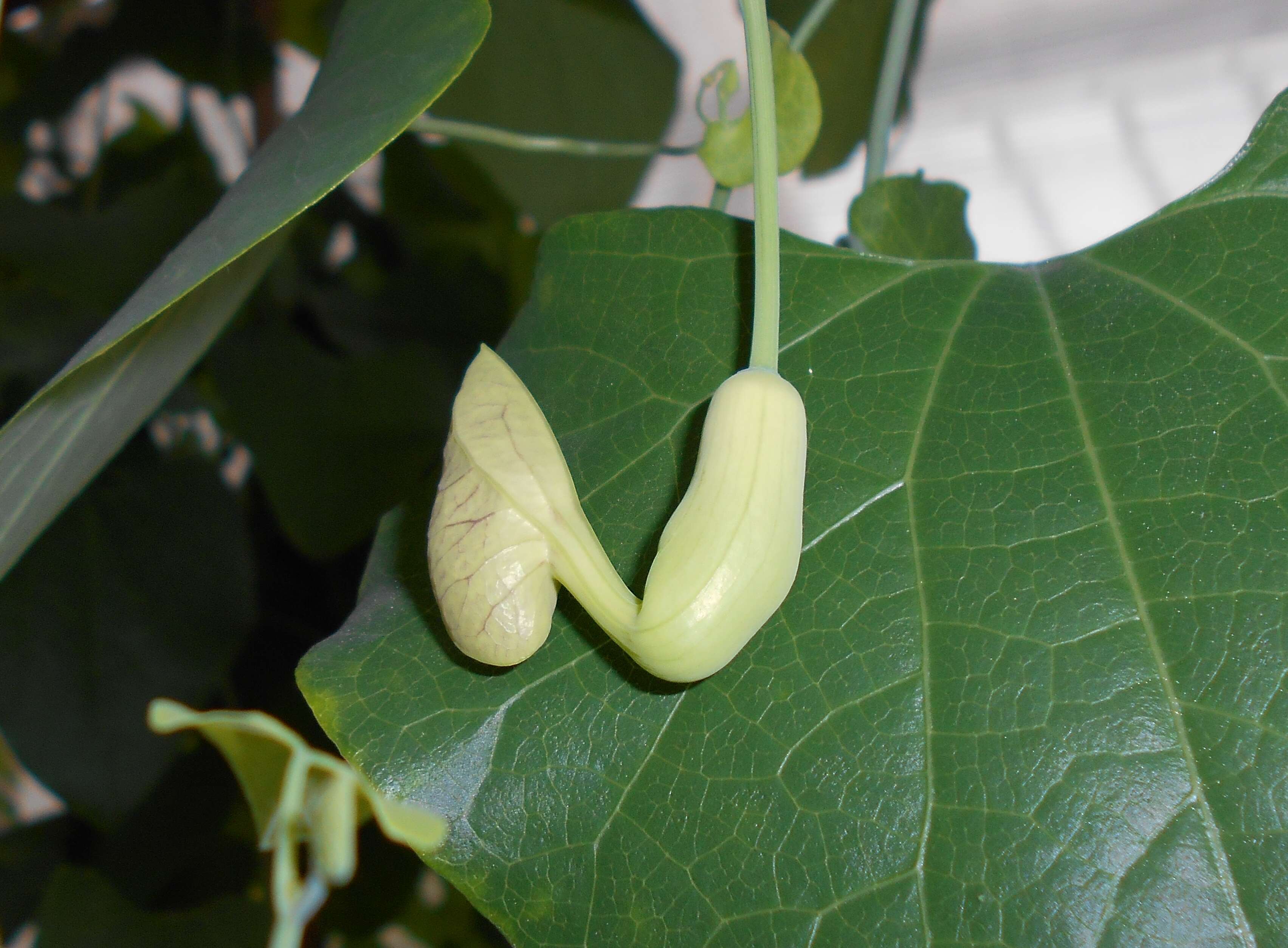 صورة Aristolochia elegans Mast.