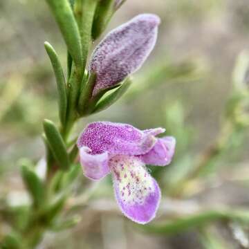 Image of Eremophila divaricata (F. Muell.) F. Muell.