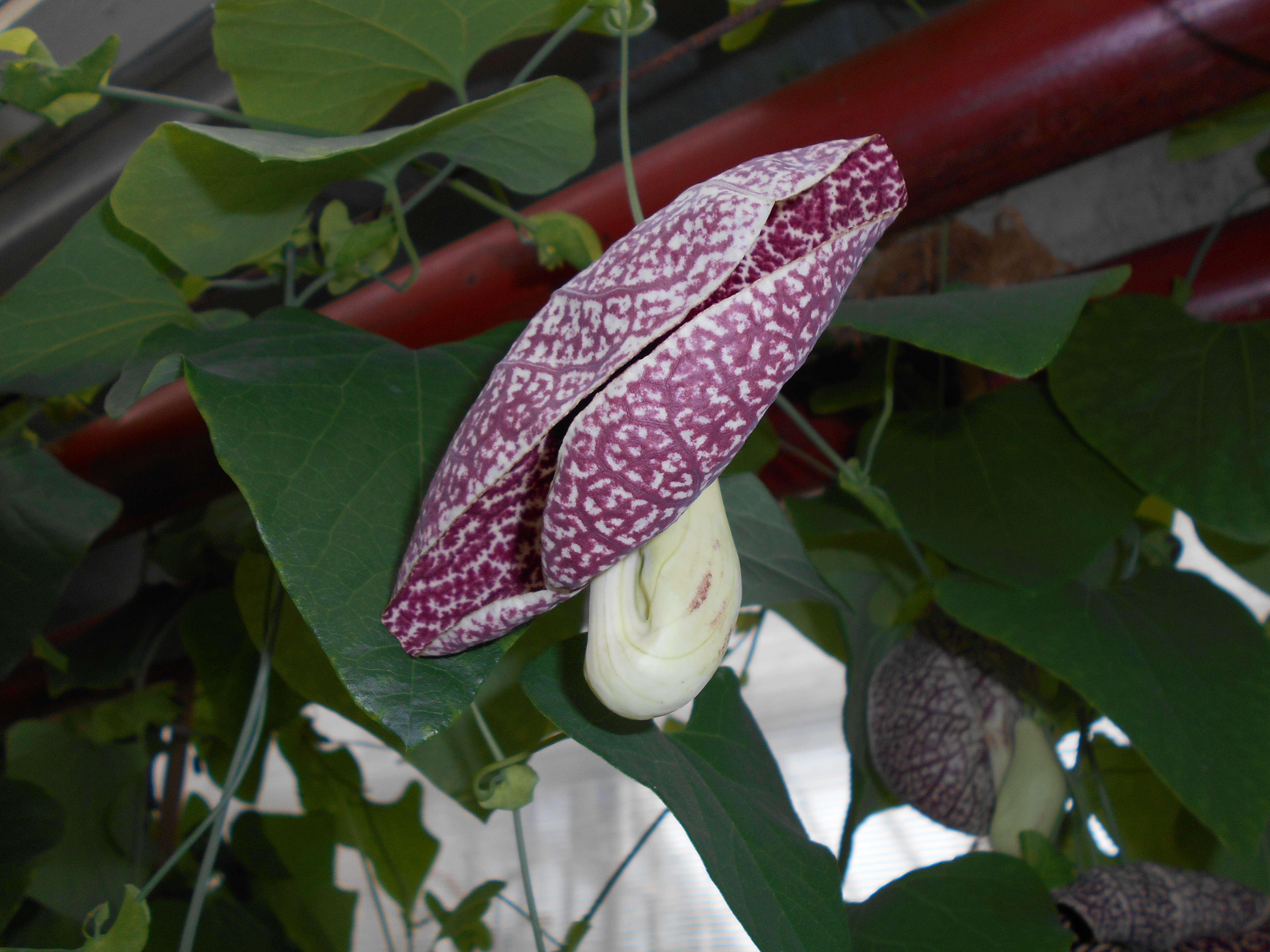 صورة Aristolochia elegans Mast.