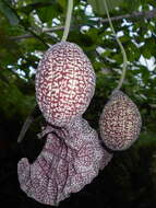 Plancia ëd Aristolochia labiata Willd.