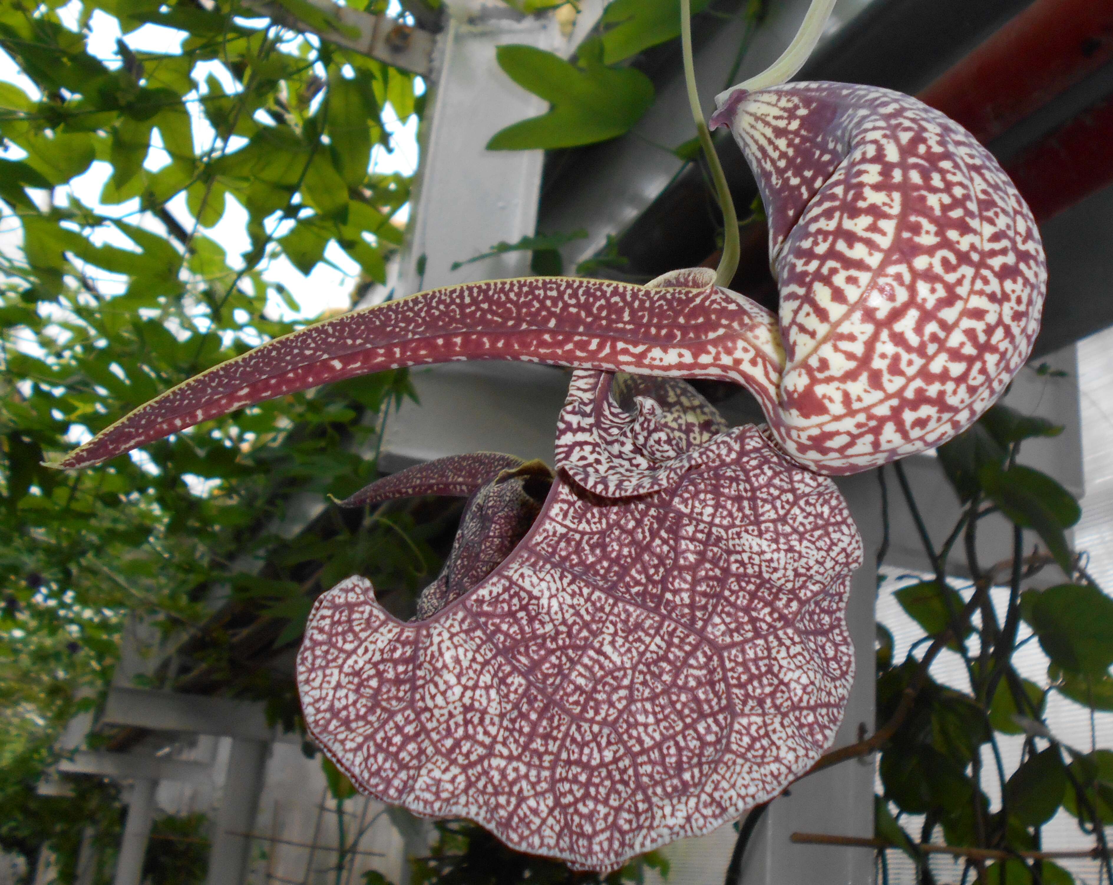 Plancia ëd Aristolochia labiata Willd.