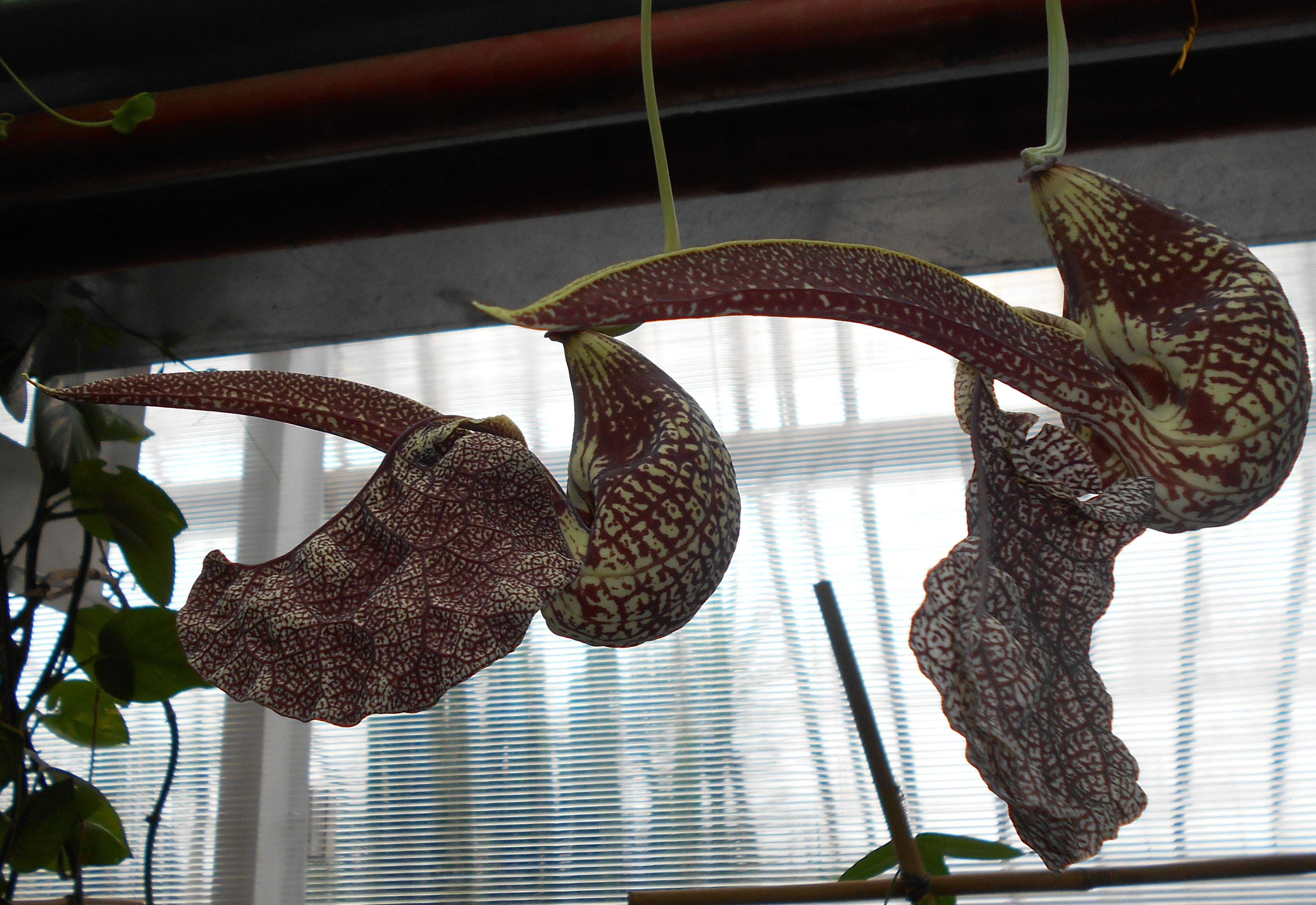 Plancia ëd Aristolochia labiata Willd.