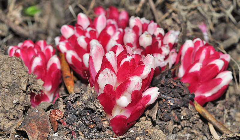 Imagem de Cytinus ruber (Fourr.) Fritsch