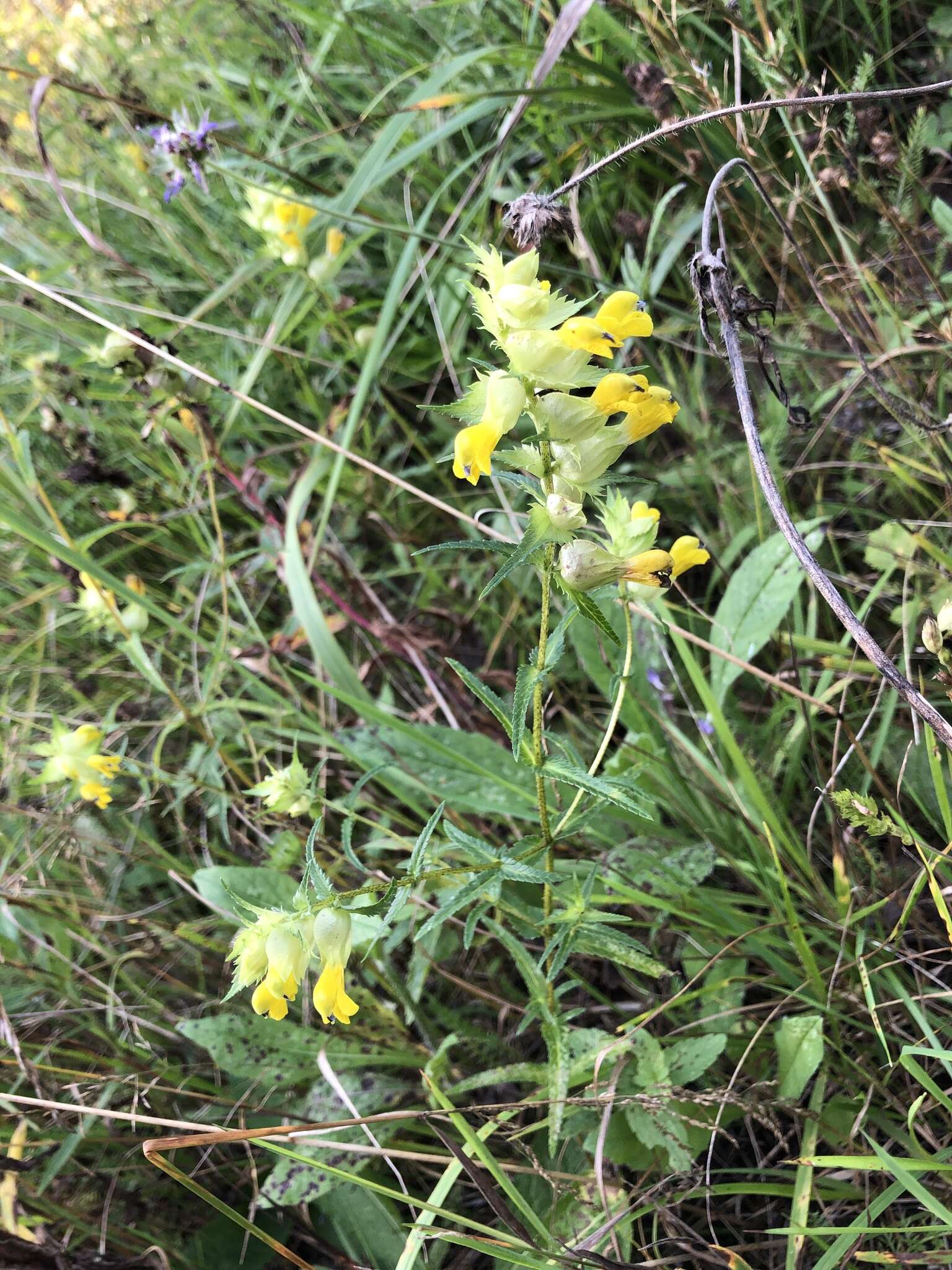 Image of late-flowering yellow rattle