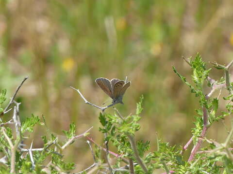 Image of Paphos Blue