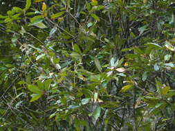 Image of red-bark oak