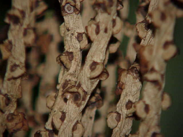 Image of Burmese fishtail palm