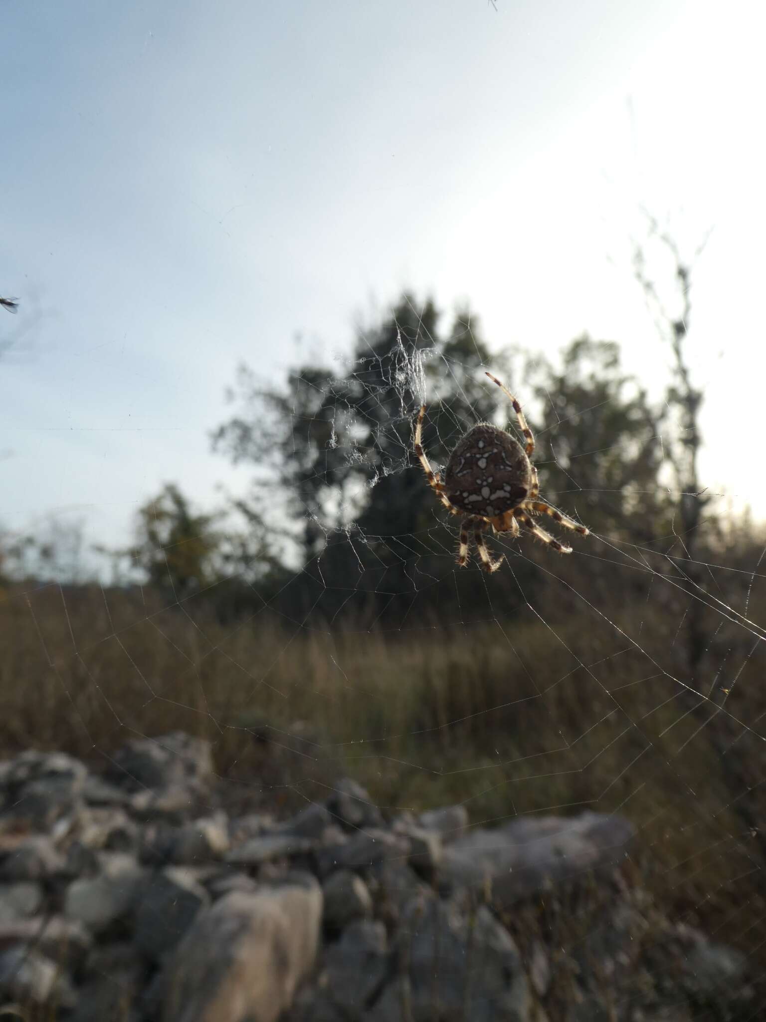 Image of Araneus pallidus (Olivier 1789)