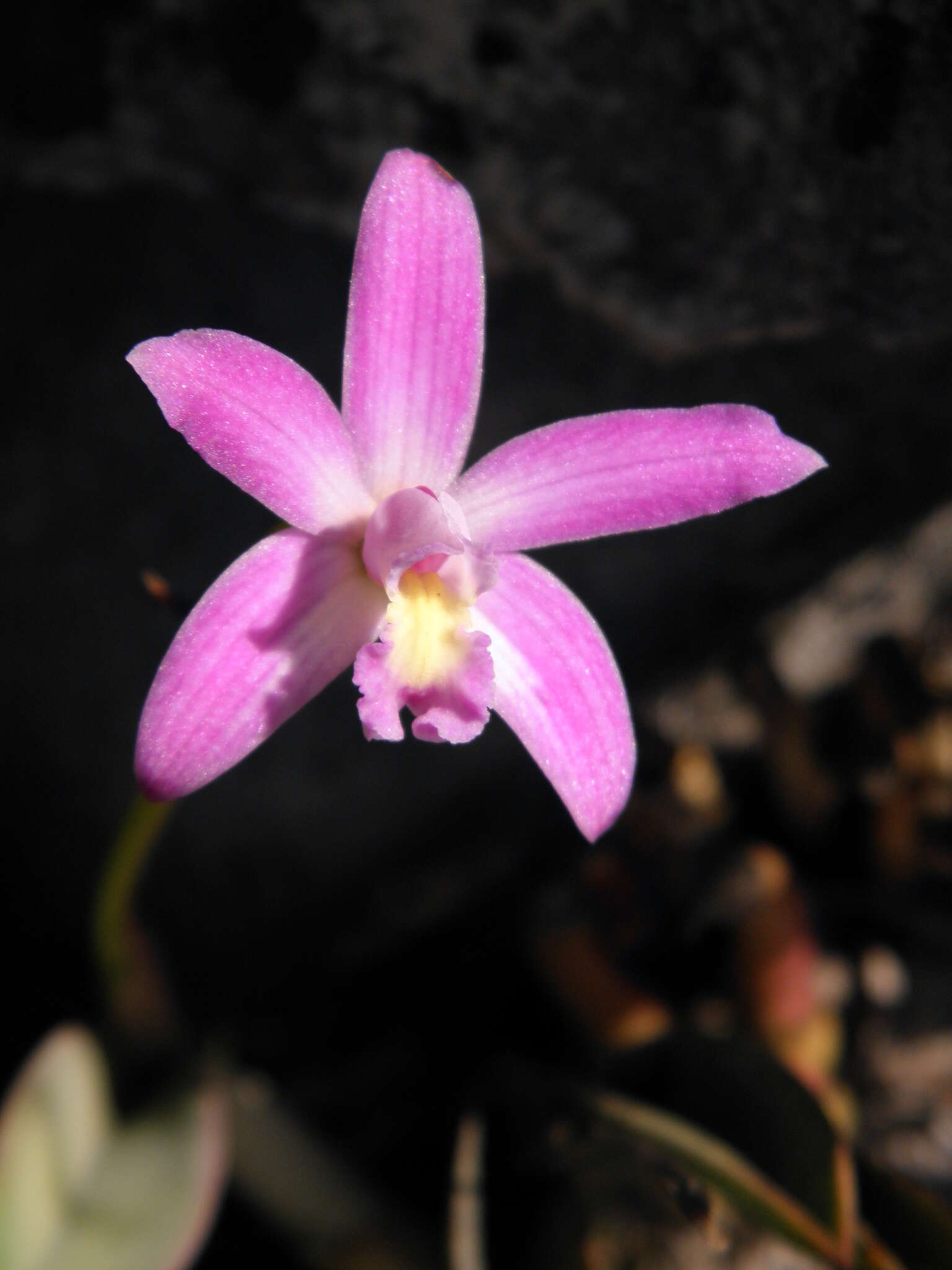 Image of Cattleya rupestris (Lindl.) Van den Berg