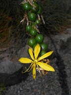 Image of yellow asphodel