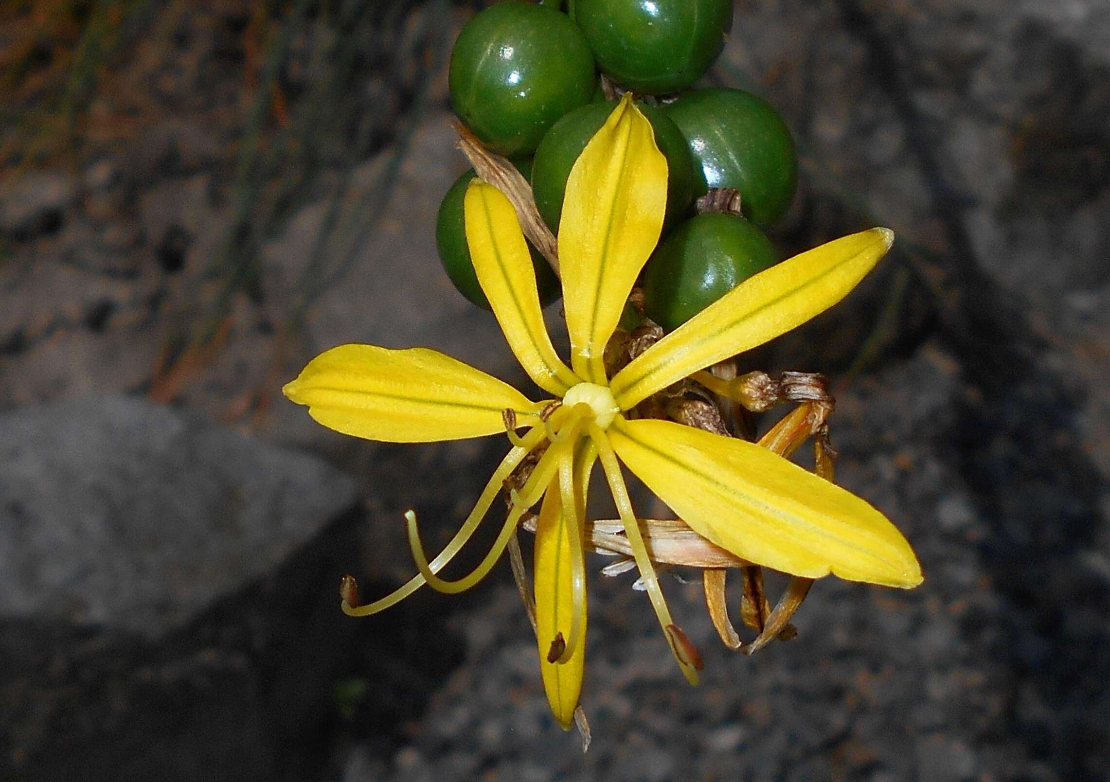 Image of yellow asphodel