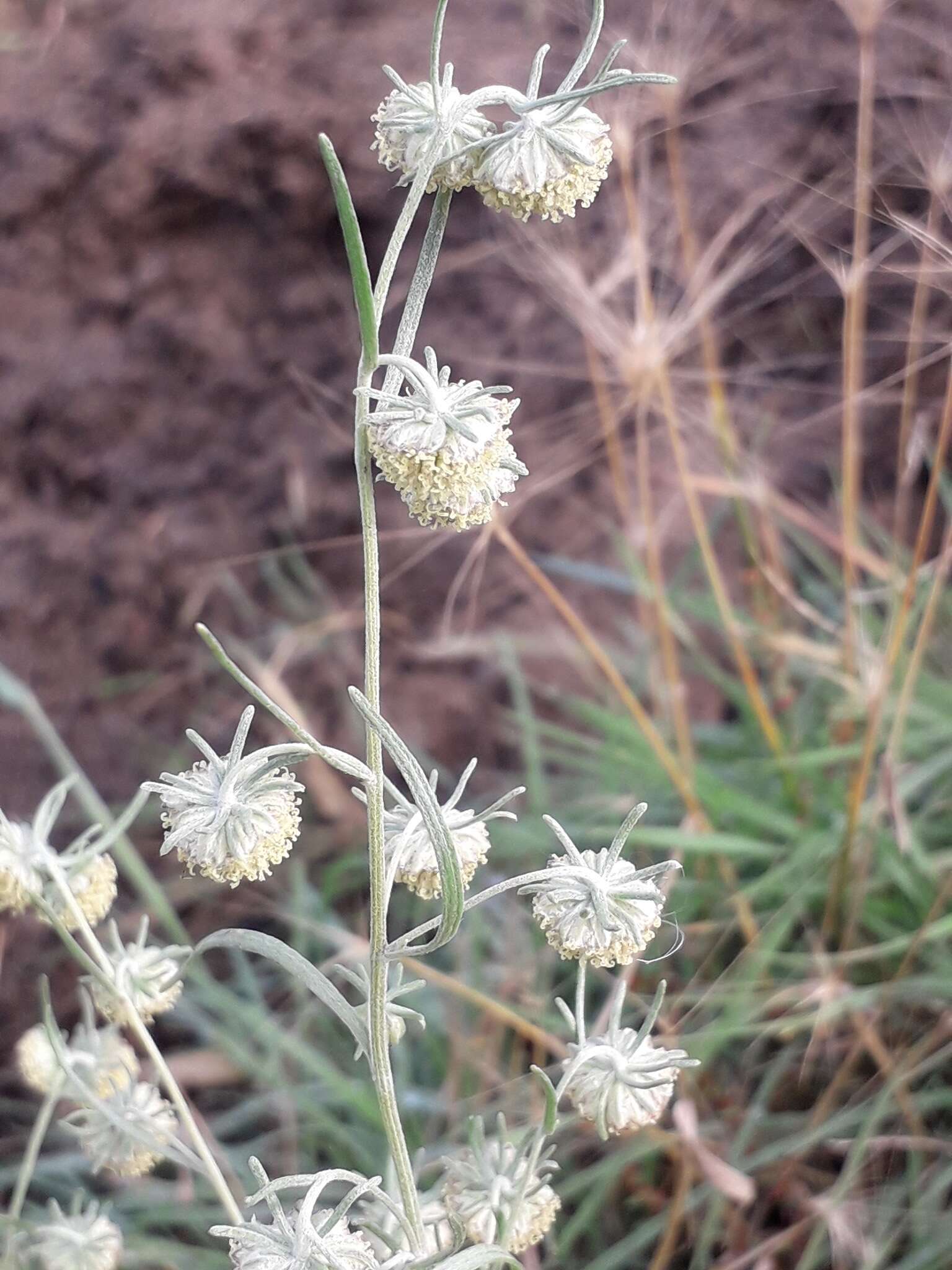 Слика од Artemisia jacutica Drobov