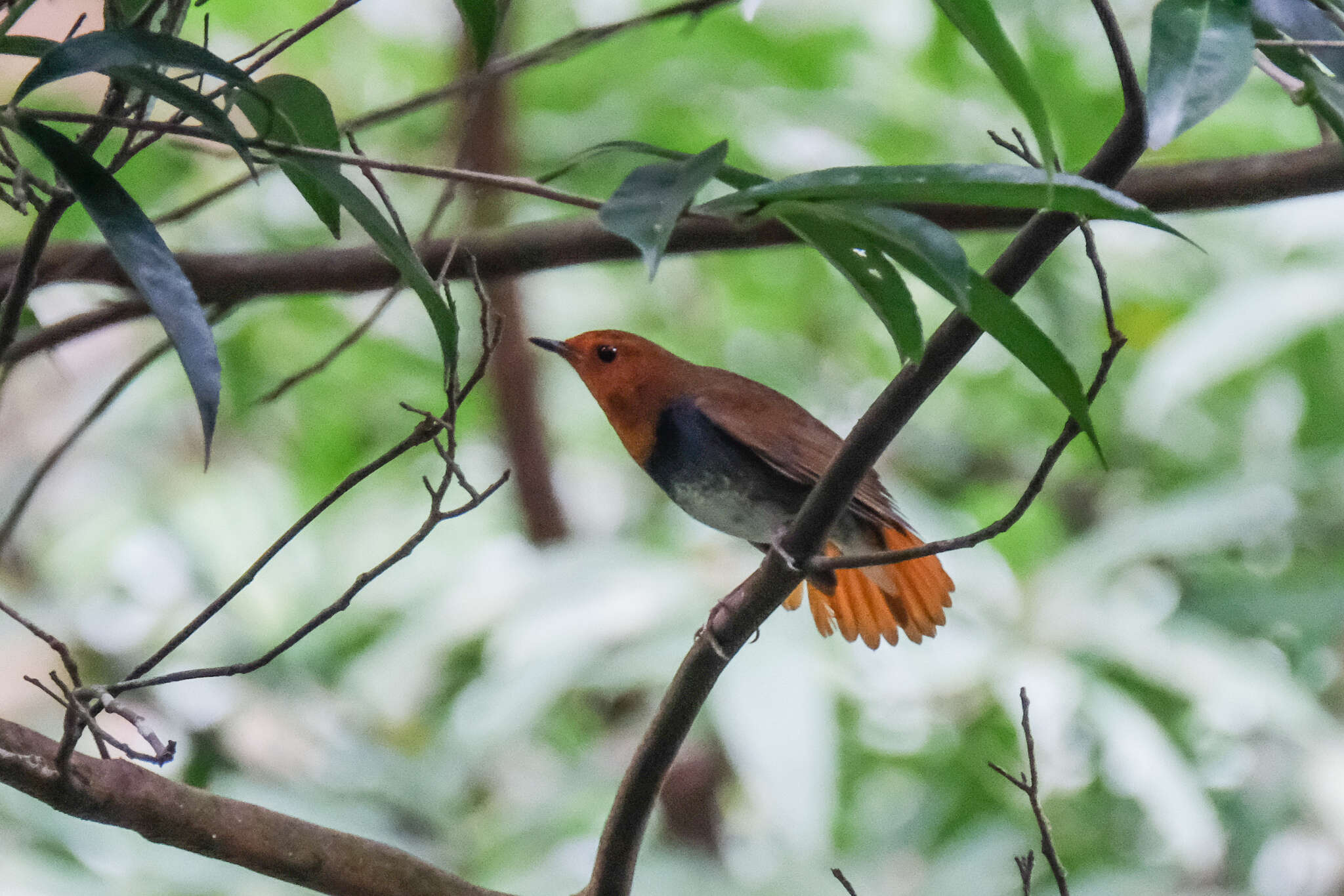 Image of Japanese Robin