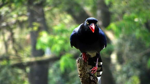 صورة Urocissa caerulea Gould 1863