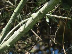 Image of Adenia cissampeloides (Planch. ex Hook.) Harms