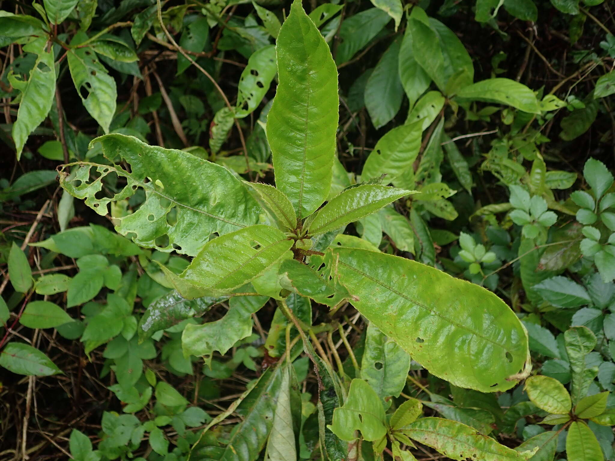 Image of Saurauia tristyla DC.