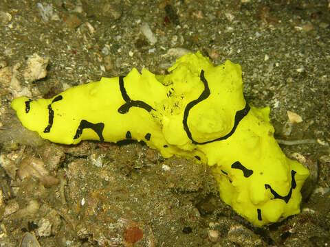 Image of Giant yellow nudibranch